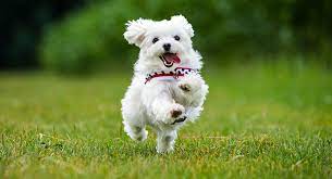 What Is Considered A Small Dog 12 Amazing Dogs That Qualify And Why