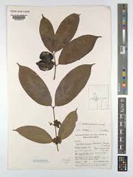 Image result for Cuviera tomentosa