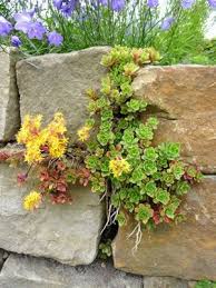 Trockenmauer Selber Bauen Anlegen Und Bepflanzen Bauanleitung Steinmauer Garten Vorgarten Pflanzen Und Vorgarten Bepflanzen