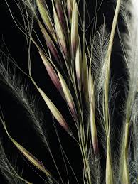 Image result for Stipagrostis uniplumis