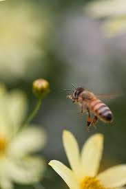 Untitled Bee Keeping Bee Animals
