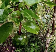 Image result for Oncoba