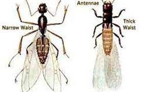 Trust universal pest & termite for pest control protection, termite treatment services and. Universal Pest Termite Virginia Beach Va 23464 Yp Com