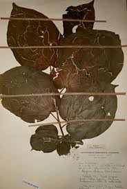 Image result for Alangium chinense