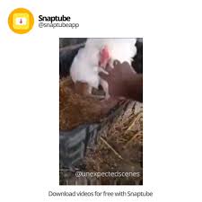 Descargar snaptube 2020 apk gratis goapk. Snaptube Prueba Snaptube Mejor App De Descarga Gratis Facebook