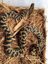 Pin By Erin Gervin On Pets Beautiful Snakes Reptiles And Amphibians Animals Beautiful
