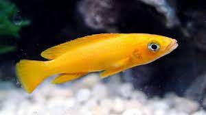 Check spelling or type a new query. 11 Jenis Ikan Hias Air Tawar Yang Mudah Dipelihara Bukareview