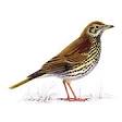 Song thrush