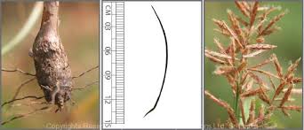 Image result for Cyperus nduru