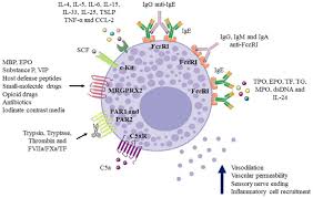 Image result for Mast Cell