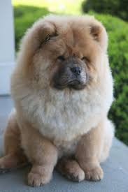 5 Most Expensive Dog Breeds Of All Times The Pet S Planet Protective Dog Breeds Dog Breeds Pets