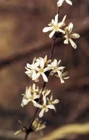 Image result for Feretia