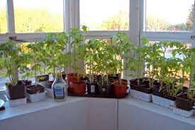 You want to wait until after they bloom or you learn how to grow a beautiful garden and create inspiring spaces to relax in when you join my community. Master Gardener Getting Your Garden Ready For Spring North Coast News