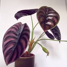 Alocasia Cuprea Flowering Alocasia Alocasiacuprea Alocasiadragonscale Infloresence Flower Indoorplants Interiorrewil Plants Indoor Plants Alocasia Plant