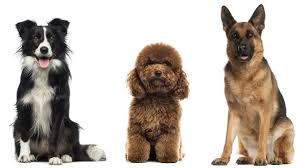Noticias de dia internacional perro. Los Perros Mestizos Son Mas Sanos Que Los De Raza Verdad O Mito Capu Y Bigotes