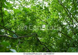 Carpinus caroliniana american american hornbeam fits into small shade tree id american hornbeam josh. Common Hornbeam Tree Common Hornbeam Carpinus Betulus Tree With Seed Catkims Visible Canstock