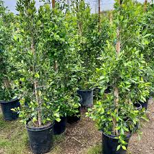Image result for Ficus conraui