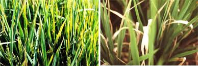 Image result for Oryza barthii