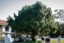 Image result for Cupressus funebris