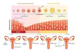 Image result for Progesterone Challenge Test