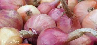 Change or add water every couple of days, as needed. How To Harvest And Store Onions