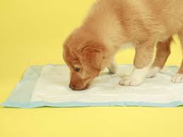 Get immediate access to our course How To Potty Train A Puppy On Pads Indoor House Training For Puppies