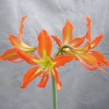 Image result for Hippeastrum puniceum