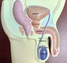 Image result for Vasectomy
