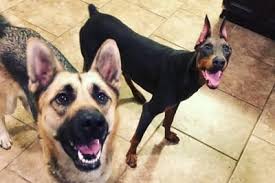 The doberman pinscher and german shepherd. Can A Doberman Live With A German Shepherd Doberman Planet
