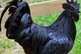 Daftar Harga Ayam Cemani Asli Hari Ini Januari 2021 Terbaru Farmbos Com