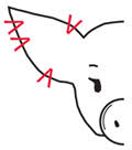 Proper Way To Ear Notch Pigs