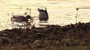 Mother hunting chap 16 mother hunting chap 17 mother hunting chap 18. Community Adopts Ducklings After Mother Killed By Boys Wstm