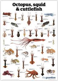 Octopus Squid And Cuttlefish Marine Animals Sea Animals Octopus Species