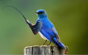 Birds With Human Arms Video Nope Birds Should Not Have Human Arms Wild Birds Photography