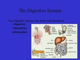 The Digestive System Chapter 15 Pages Ppt Video Online Download