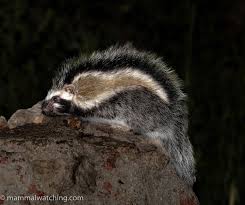 Image result for Selago angolensis