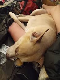 Update: He must of gotten cold because he came back.. I just didn't update  until now because soon as he came back I instantly got tired and we all  went to bed.