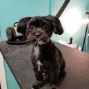 DAWGY STYLZ GROOMING - Updated May 2024 - 27 Photos - 1411 E Main ...
