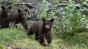 Bear is the common name for any of the mammals comprising the family ursidae of the carnivora order, characterized by a large and heavy body, thick fur, relatively short but stocky legs, and short tails. What To Do About Black Bears The Humane Society Of The United States