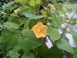 50 素晴らしいアサガオ 葉 最高の花の画像
