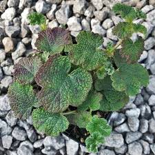 Image result for Rubus adolfi-friederici