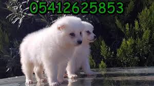Samoyed Yavru Fiyati Samoyed Samoyed Yavrusu Kopek