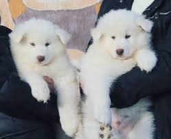 With ancestry relating back to the wolf, the alaskan malamute is a striking breed and is the largest of the arctic sled dogs. White Alaskan Malamute Reviews Facebook