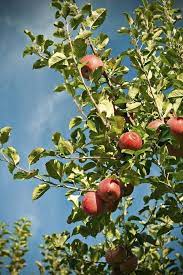 Maybe you would like to learn more about one of these? Fuji Apple Tree Fast Growing Trees Apple Tree Fruit Trees