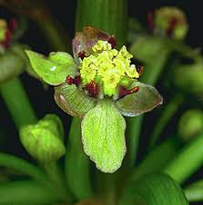 Image result for Limnophyton