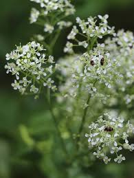 Image result for Cheirostylis lepida