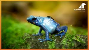 Amphibians such as frogs, toads, and lizards will also eat any insects, including mosquitoes, that they encounter. One Life Frogs And Toads