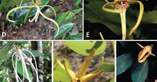 Image result for Xylopia shirensis