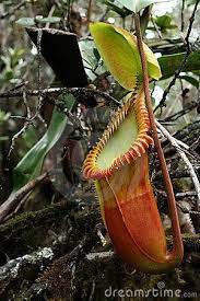 Pitcher Plant Stock Photos Image 16951253 Carnivorous Plants Insectivorous Plant Plants
