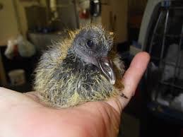 Makanan kucing basah daging giling burung puyuh by surroboyo cattery. Cara Merawat Anakan Burung Merpati Trikburung Com 2021 Trikburung Com 2021